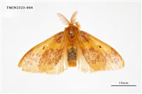 藏品(寬帶黃毒蛾)的圖片